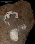 Плитка песчаника с брахиоподами Orthotetes radiata