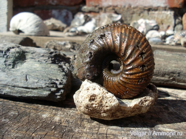 аммониты, юра, Cadoceras, Ammonites, Ивановская область, Cadoceras vetulum, Jurassic