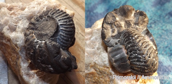 аммониты, Goliathiceras, Ammonites