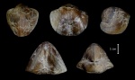Tomestenoporhynchus rudkini (Ljaschenko, 1959)