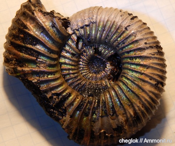 аммониты, юра, Фили, Epivirgatites bipliciformis, Ammonites, Jurassic
