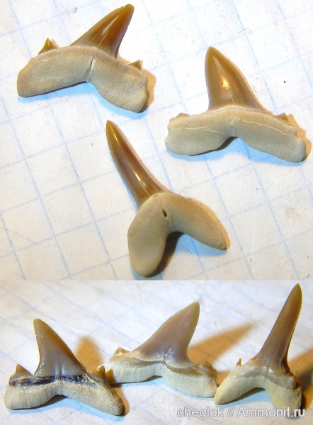 Казахстан, зубы акул, Мангышлак, Isurolamna, shark teeth