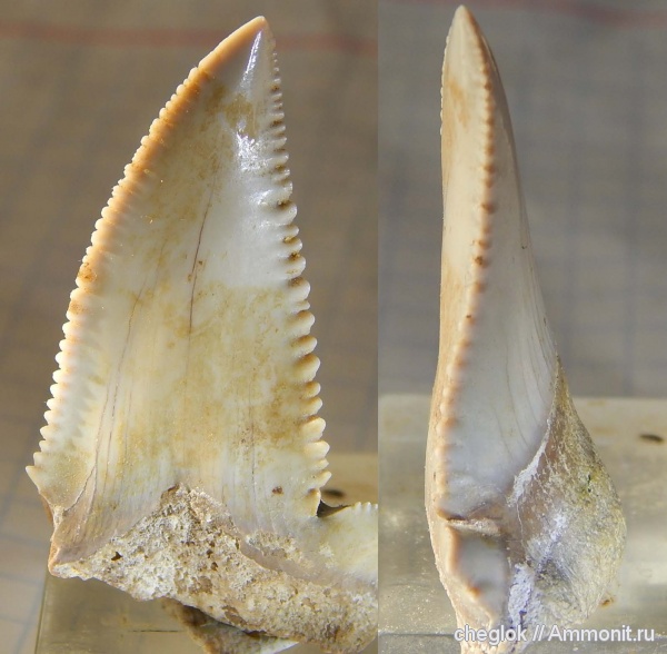 Казахстан, зубы акул, Otodus, Otodus auriculatus