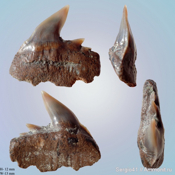 Notidanodon, Hexanchiformes