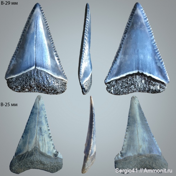 миоцен, палеоцен, Palaeocarcharodon, Волгоград, Palaeocarcharodon orientalis, Carcharodon carharias