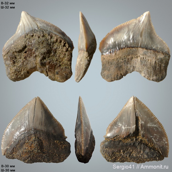мел, зубы, акулы, маастрихт, Squalicorax, Squalicorax pristodontus, Волгоград, Maastrichtian, Cretaceous