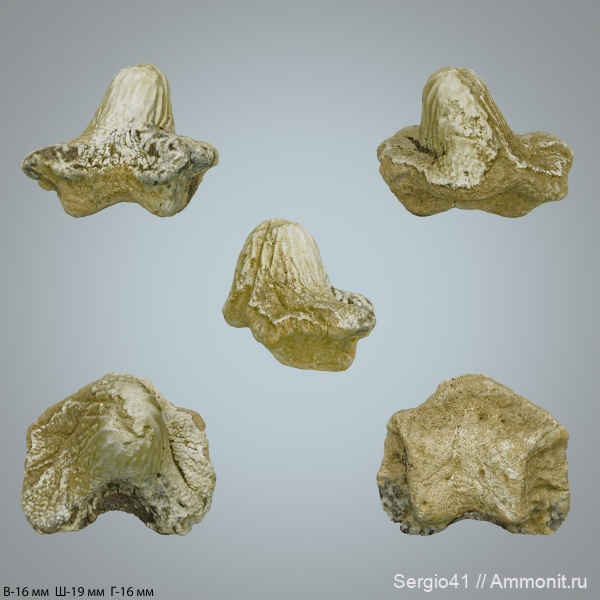 мел, зубы, акулы, Ptychodus, Ptychodus whipplei, Cretaceous, USA