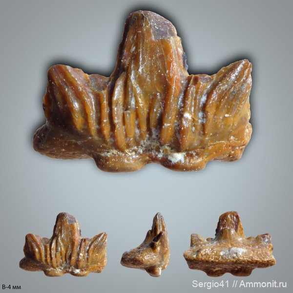 рыбы, зубы, Carboniferous, нижний карбон, Cladodus, Заборье