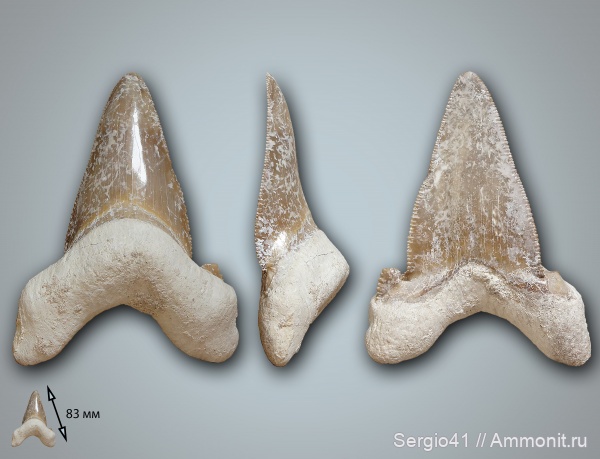 зубы, эоцен, акулы, Carcharocles, Otodus, Otodus sokolovi