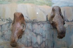 Черепа шерстистых носорогов.