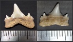 Зуб акулы Mennerotodus sp.