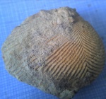 Раковина ископаемого моллюска Ptychomya elongata