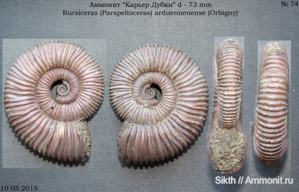 аммониты, Дубки, Саратовская область, Peltoceras arduennense, Ammonites, Peltoceratinae, Parapeltoceras, Rursiceras