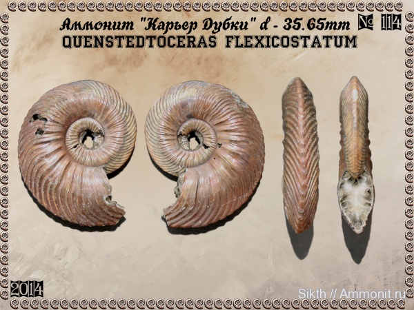 аммониты, Quenstedtoceras, Дубки, Саратовская область, Ammonites, Quenstedtoceras flexicostatum