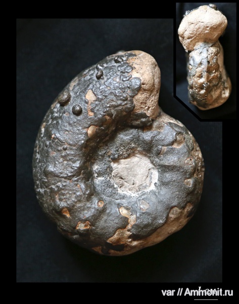аммониты, мезозой, Ammonites, Городищи-Ундоры