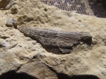 Фрагмент покровов карбонской рыбы