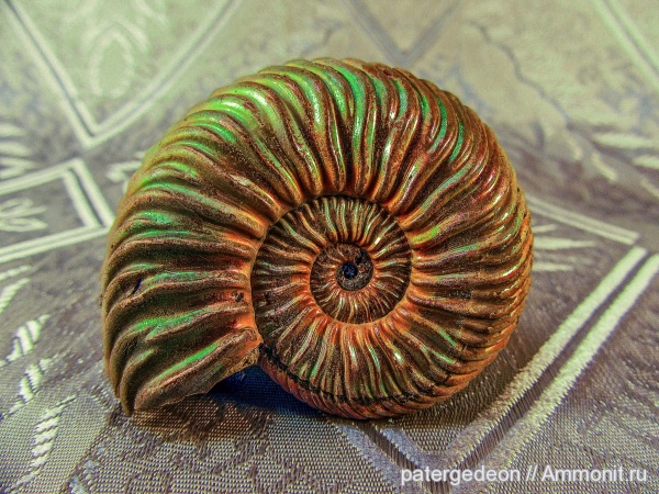 аммониты, юрский период, келловей, Vertumniceras, Ammonites, Callovian, Middle Jurassic