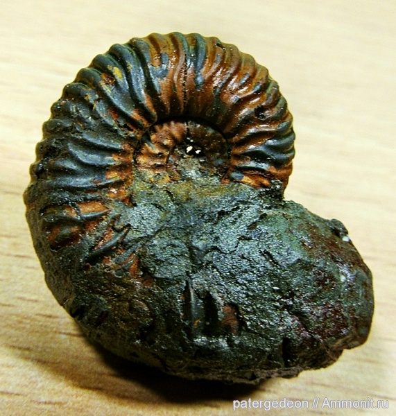 аммониты, юра, Vertumniceras, Саратовская область, Vertumniceras angulatum, Ammonites, Jurassic