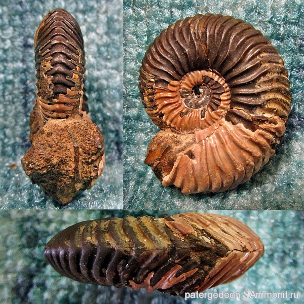 Vertumniceras, Саратовская область, Ammonites, Jurassic