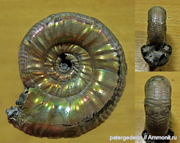аммониты, келловей, Perisphinctidae, Ammonites, Grossouvria, parabolae, Callovian, Middle Jurassic