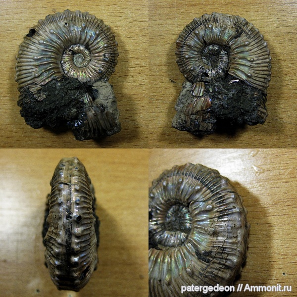 Kosmoceras, Ammonites, Kosmoceras transitiones