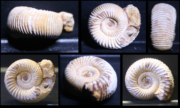 аммониты, мел, верхний мел, Ammonites, Белоруссия, Гродно, р. Неман, Cretaceous, Upper Cretaceous