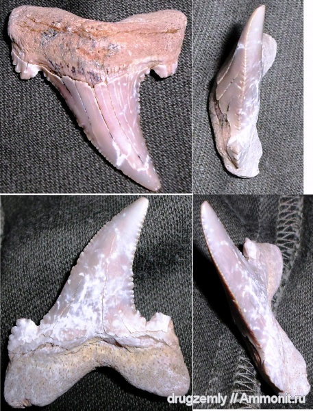 зубы акул, Auriculatus