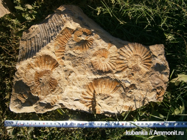 Virgatites, головоногие моллюски, Zaraiskites, верхняя юра, Upper Jurassic
