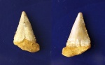 Зуб акулы Palaeocarcharodon cf. orientalis