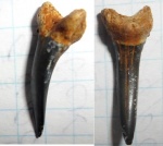 Зуб Сarcharias sp.