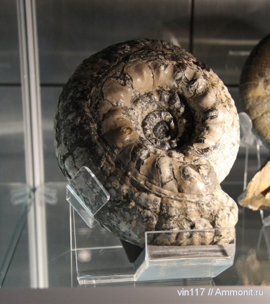 юра, Великобритания, Erymnoceras, Музей естествознания, Jurassic