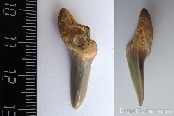 сеноман, зубы акул, Cretoxyrhina, Саратовская область