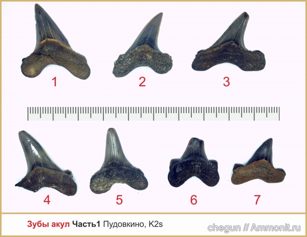 сеноман, зубы акул, Саратовская область, Пудовкино, shark teeth