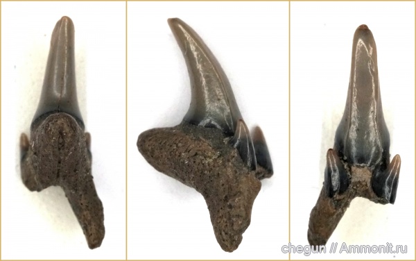 зубы, акулы, сеноман, Саратовская область, Пудовкино, Pseudoscapanorhynchus compressidens, shark teeth