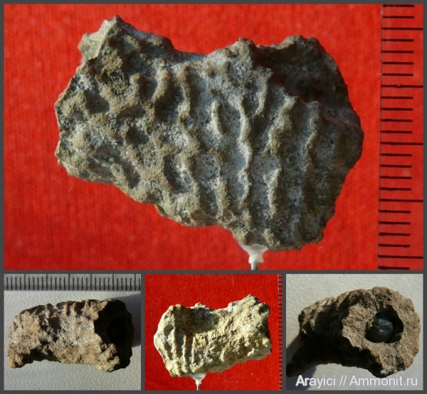 Украина, Porifera, Ventriculitidae, hexactinellida, Cenomanian, Upper Cretaceous