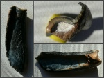 Фрагмент зуба травоядного млекопитающего.