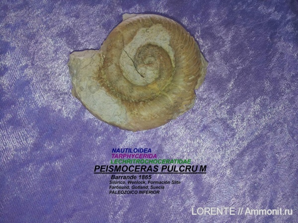 Nautiloidea, Tarphycerida, Lechritrochoceratidae, Peismoceras