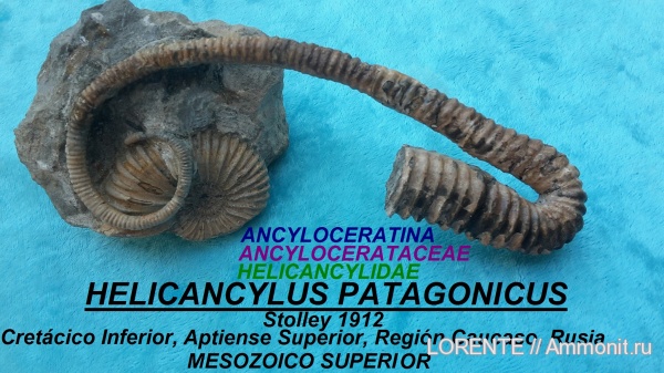 Ancyloceratina, Ancyloceratoidea, Helicancylidae, Helicancylus