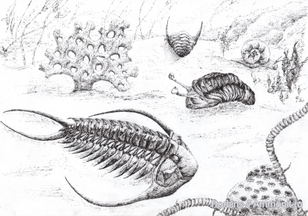 трилобиты, ордовик, Asaphus, Paraceraurus, Asaphus kowalewskii, Bryozoa, Paraceraurus macrophthalmus, Prochasmops praecurrens, Prochasmops, Prophyllodictya
