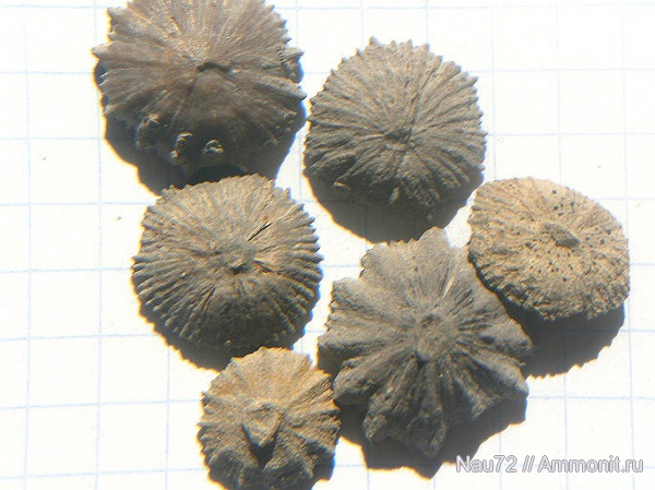 кораллы, берриас, Крым, одиночные кораллы, Scleretaria