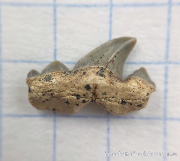 мел, сеноман, Cretalamna appendiculata, Шацк, Малый Пролом, shark teeth