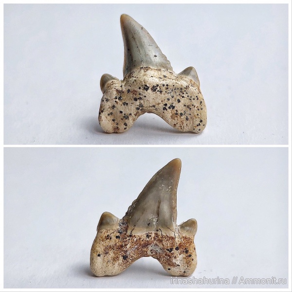 мел, Cretalamna, сеноман, Cretalamna appendiculata, Шацк, Малый Пролом, shark teeth