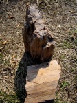 Фрагмент окаменевшего ствола дерева