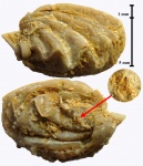 Интересный зуб на поверхности брахиоподы