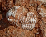 Трилобиты (Arthropoda: Trilobita)