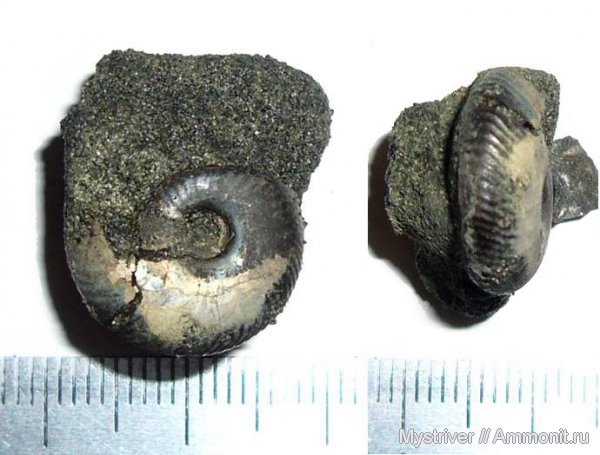аммониты, Craspedites, Craspedites ivanovi, Ammonites, зона Virgatites virgatus