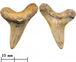 Зуб акулы Cretoxyrhina denticulata