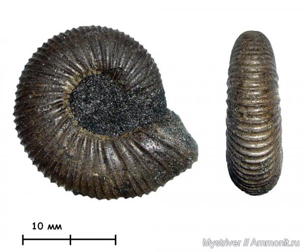 аммониты, Еганово, Epivirgatites, Epivirgatites bipliciformis, зона Epivirgatites nikitini, Ammonites