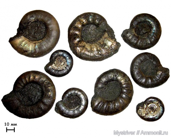 аммониты, Kachpurites, Еганово, Kachpurites fulgens, Ammonites, зона Kachpurites fulgens, РГОК, Volgian