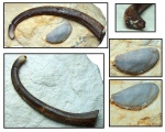 Зуб Sandalodus sp. и шип Falcatidae gen. et sp. indet